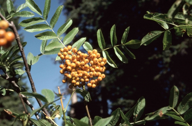 Mountain-ash or rowan (Sorbus sp.)